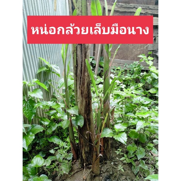 หน่อกล้วยเล็บมือนาง-ต้นกล้วยเล็บมือนาง-หน่อละ35บาท