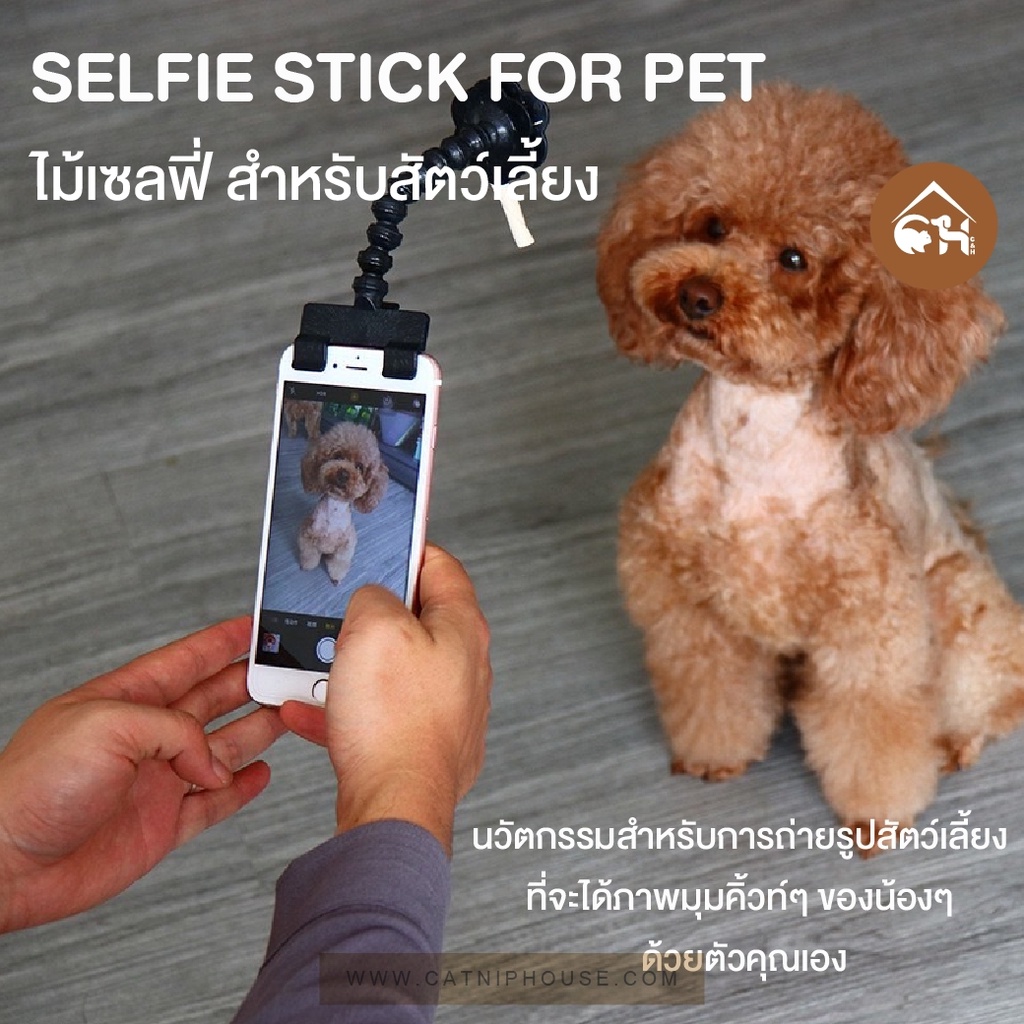 selfie-stick-for-pet-ไม้เซลฟี่-สำหรับสัตว์เลี้ยง-นวัตกรรมสำหรับการถ่ายรูปสัตว์เลี้ยง-ที่จะได้ภาพมุมคิ้วท์ๆ-ของน้องๆด้วยต