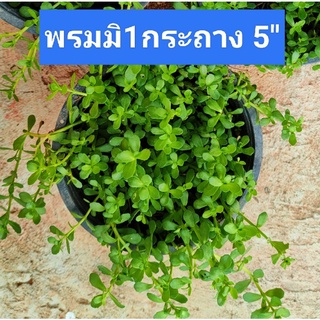 ต้นสมุนไพร ต้นพรมมิ หรือ มิ ในถุงดำ สมุนไพรบำรุงสมอง เพิ่มความจำ