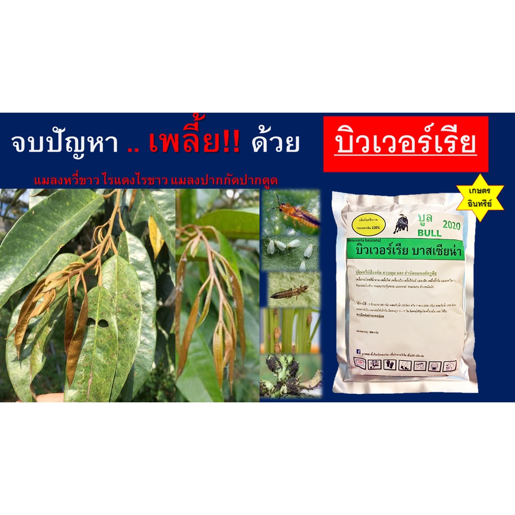 บูลบิวเวอร์เรีย-500g-เชื้อบิวเวอร์เรีย-ชีวภัณฑ์ป้องกัน-กำจัดแมลงศัตรูพืช-เพลี้ยทุกชนิด-ไรแดงไรขาว-แมลงหวี่ขาว