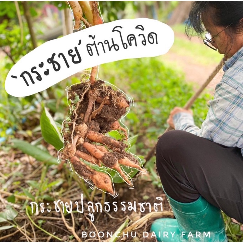 กระชาย-ปลอดสารเคมี-1-กิโลกรัม