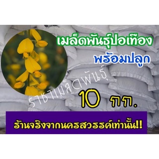 ปอเทืองเมล็ดพันธุ์ ยกกระสอบ 10 กก.รับประกันเมล็ดคุณภาพดี