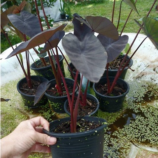 บอนดำ แบล็คเมจิก colocasia black magic