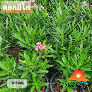 ดอกยี่โถ blackcliffgarden ไม้ดอก ไม้ประดับ ดอกยี่โถ สีชมพู