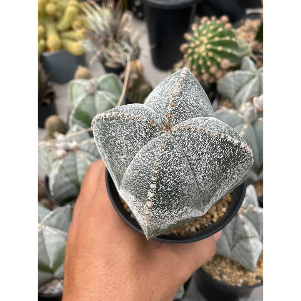 แอสโตรไฟตั้ม-มายริโอ-astrophytum-myriostigma-มายริโอ้-ซุปเปอร์มายริโอ้-กระบองเพชร-แคคตัส-cactus