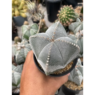 สินค้า แอสโตรไฟตั้ม มายริโอ astrophytum myriostigma มายริโอ้  ซุปเปอร์มายริโอ้ กระบองเพชร แคคตัส Cactus