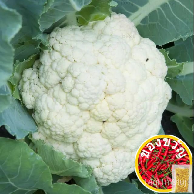 40pcs-biji-benih-kobis-bunga-cauliflower-seeds-vegetable-seed-vege-sayurแม่และเด็ก-ทานตะวัน-กระโปรง-เด็ก-มะละก