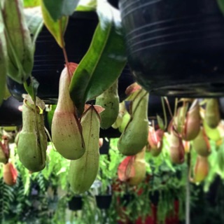 ต้นหม้อข้าวหม้อแกงลิง 🌿 Nepenthes  ventrata [กระถาง4/8นิ้ว]1ต้น