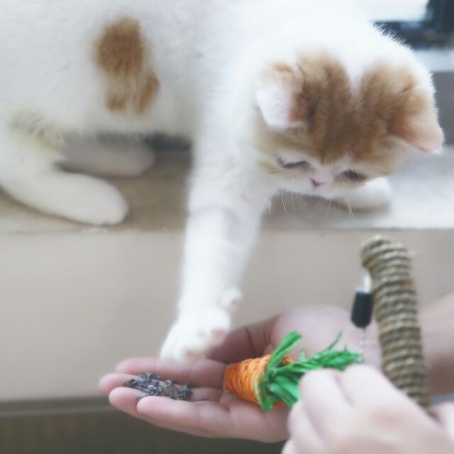 กัญชาแมว-แคทนิป-catnip-ของเล่นแมว-แคทนิปแบบหอม-ขนาด-10-กรัม-ของใช้แมว
