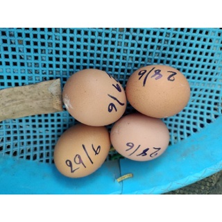 ภาพหน้าปกสินค้าไข่ไก่มีเชื้อ ไก่ไฮบริด ไก่ไข่นำไปฟักได้ 5 ฟอง ที่เกี่ยวข้อง