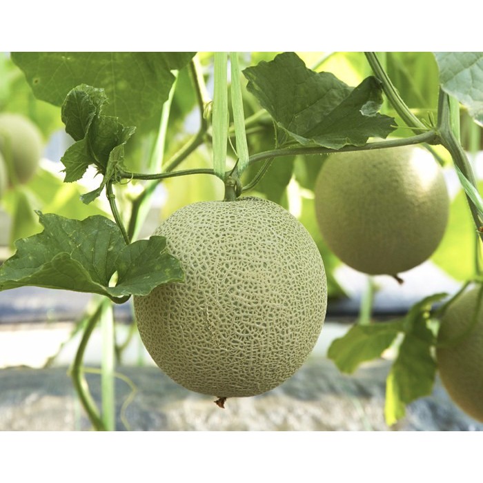 ภาพสินค้าเมล็ดพันธุ์ เมล่อน ท็อปมาร์ค (Top Marks Melon Seed) บรรจุ 40 เมล็ด คุณภาพดี ราคาถูก 100% จากร้าน ppshopth บน Shopee ภาพที่ 4