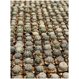 แอสโตร  แคคตัส แอสโตรไฟตัม แอสโตร นูดัม แอสทีเรียส super kabuto ลุ้น V  Astrophytum กระถาง 2 นิ้ว ราคาเบาๆ