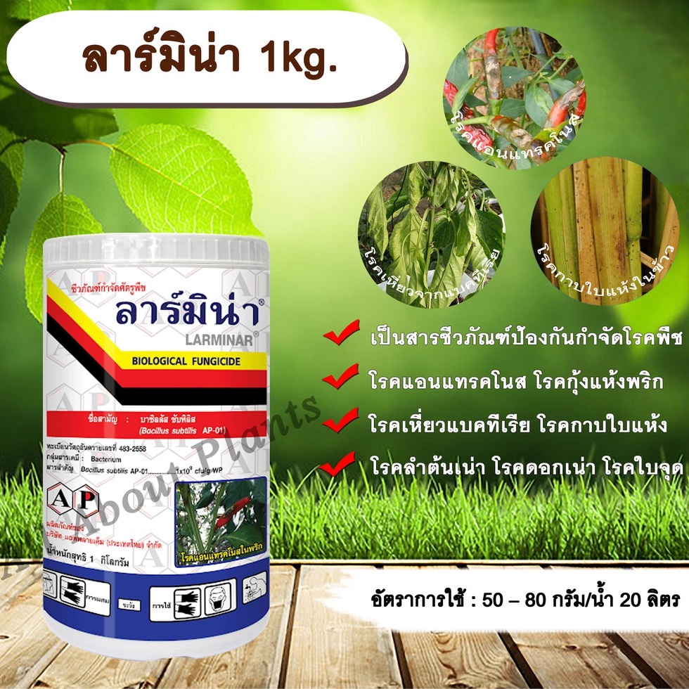 ลาร์มิน่า-1kg-บาซิลลัส-ซับทิลิส-ป้องกันกำจัดเชื้อราและแบคทีเรีย-สารชีวภัณฑ์-เกษตรอินทรีย์-โรคแอนแทรคโนส-โรคกุ้งแห้งพริก