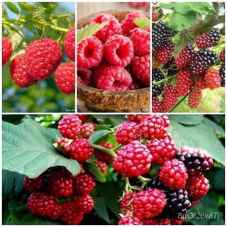 （เมล็ดพันธุ์ ถูก คละ）เมล็ดพันธุ์ ต้นราสเบอร์รี่ Raspberry Fruit Seeds บรรจุ 1000 เมล็ด เมล็ดพันธุ์ผัก พันธุ์ไม้ผล IREQ