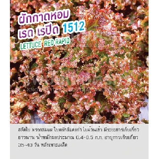 เมล็ดพันธุ์ ผักกาดหอม ผักสลัด ใบแดง เรด เรปิด - Lettuce Red 50 เมล็ด (ไม่ใช่พืชที่มีชีวิต)