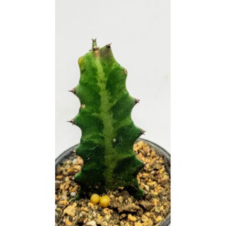 ยูโฟเบียด่างเขียว ขนาดประมาณ 5 cm (Euphorbia)แลคเทีย กระดูกมังกร ไม้มงคล ไม้เสริมดวง #cactus #สลัดได #แคตตัส #กระบองเพชร