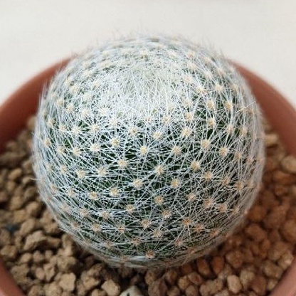 cake-cactus-farm-กระบองเพชร-mammillaria-lenta-แมม-เลนต้า-กลมกิ๊ก