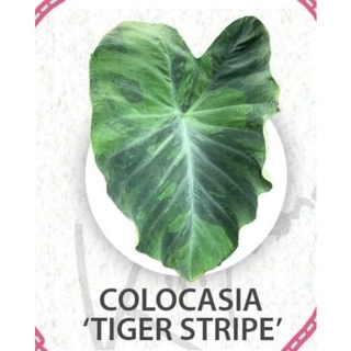 โคโลคาเซีย ไทเกอร์ เสือโคร่ง colocasia tiger stripe (ไม้ไทย) ส่งแบบเหง้าตัดใบ