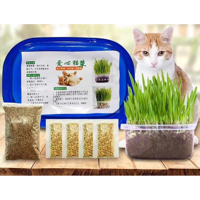 ภาพหน้าปกสินค้าP158หญ้าแมวแบบกล่อง ครบชุดพร้อมปลูก ต้นอ่อนข้าวสาลี ปลอดสารเคมี นำเข้าสดใหม่ จากร้าน baandee บน Shopee