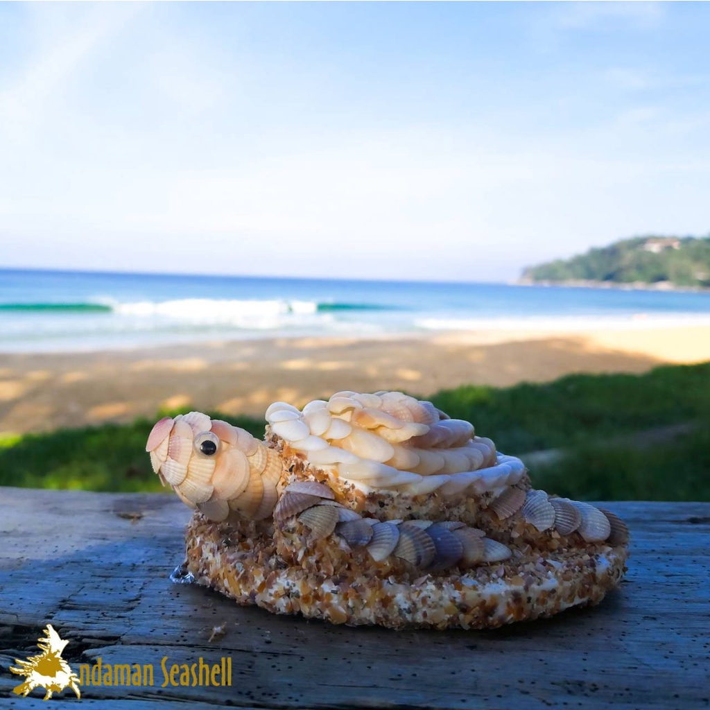 andaman-seashell-ตุ๊กตาปูนปั้นติดเปลือกหอย-เต่าติดหอยแครงมีฐาน