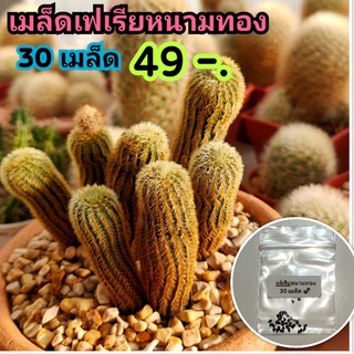 สินค้า 🔖ลด 50%💥เมล็ดเฟเรีย หนามทอง🌵Frailea mammifera💥รอบเก็บ 2/8/2022🌷เมล็ดกระบองเพรช เมล็ดแคคตัส