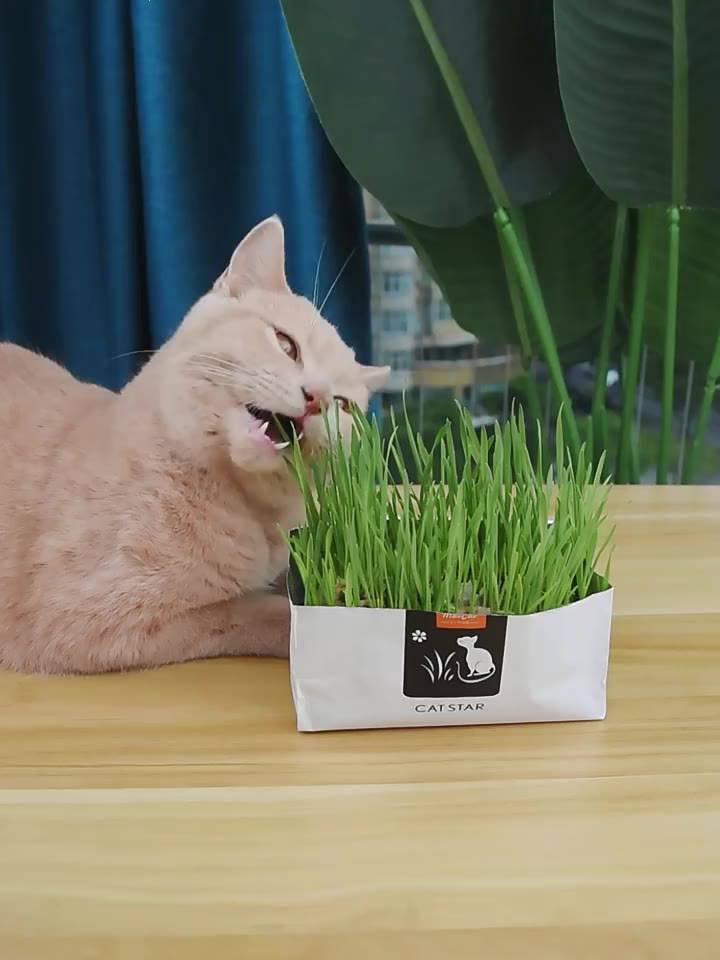 หญ้าแมว-ออร์แกนิค-ข้าวสาลีแมว-ต้นหญ้าแมว-หญ้าแมวพร้อมทาน-สำหรับ-หมา-แมว-และสัตว์กินหญ้าอื่นๆ