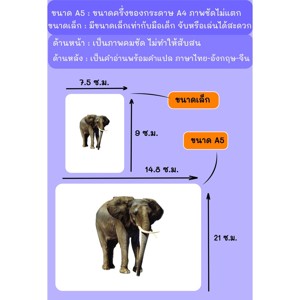 บัตรภาพ-flash-cards-สัตว์ป่า