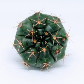 ยิมโน แม่ลูกดกเขียว ขนาดประมาณ 3-4 CM (Gymno Damsii) #แดมซิไอ #cactus #แคตตัส #กระบองเพชร #ไม้อวบน้ำ