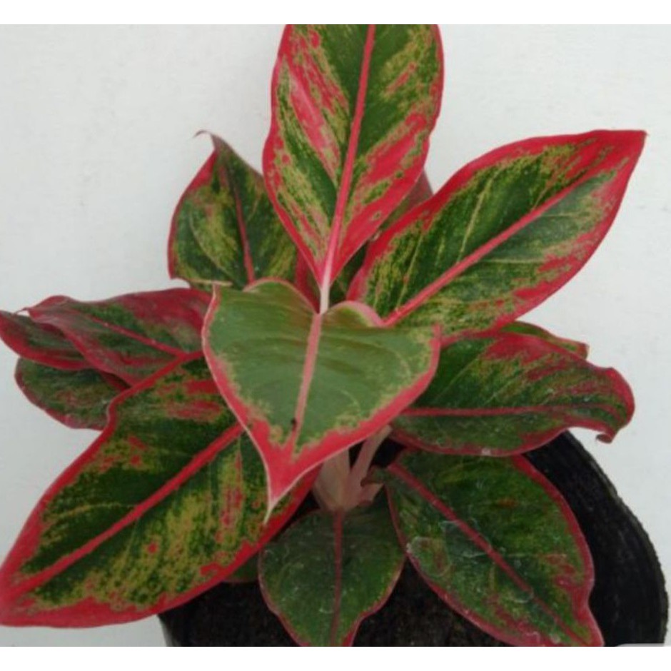 aglaonema-red-lipstick-50-เมล็ด-ไม่ใช่พืชที่มีชีวิต