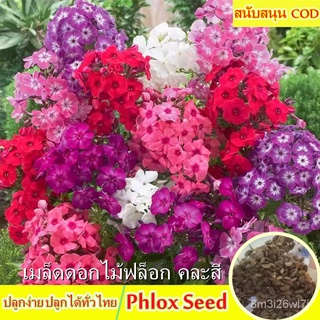 อินทรีย์ ต้น ดอก/【ขายเมล็ดพันธุ์ ห่อละ 200 เมล็ด】บอนสี เมล็ดดอกไม้ฟล็อก คละสี MIX Phlox Flower Seed Easy-grow 58MJ