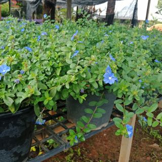 Flower Garden F82 ฟ้าประดิษฐ์ กระถาง8 นิ้ว(Ground Morning Glory)