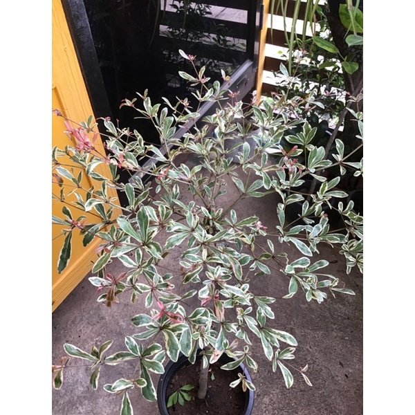 หูกระจงด่าง แผ่บารมี Terminalia fatraea (Poir.) DC.ไม้ประดับ ไม้มงคล ...