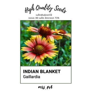 เมล็ดดอก Gailladia สายพันธุ์ Indian Blanket