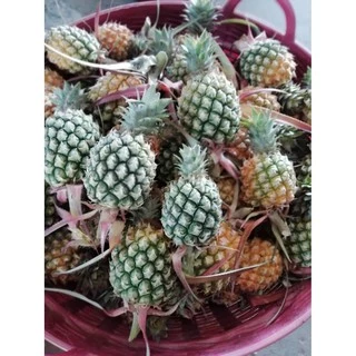 สับปะรดภูแลแท้จากเชียงราย ผลสดจากสวน 1 กก 39 บาท photo