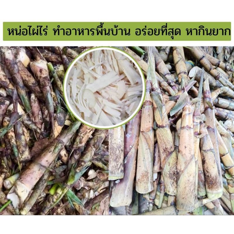 ต้นพันธุ์ไผ่ไร่-ไผ่ใช้ลำ-ไผ่กินหน่อ-ไผ่ไร่เป็นไผ่ที่หน่อทำอาหารพื้นบ้านได้อร่อยที่สุด-ลำตันเนื้อไม้เหนียว