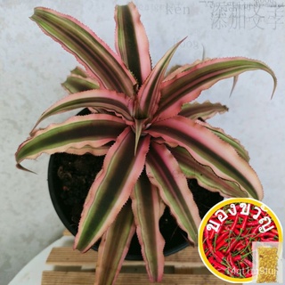 [S.G] Cryptanthus Pink กำมะหยี่จุด姬凤梨 Real Plant Pokok Hidup种子/园艺/花园/头饰/芹菜/玫瑰/帽子/生菜/母婴/向日葵/ LAGX