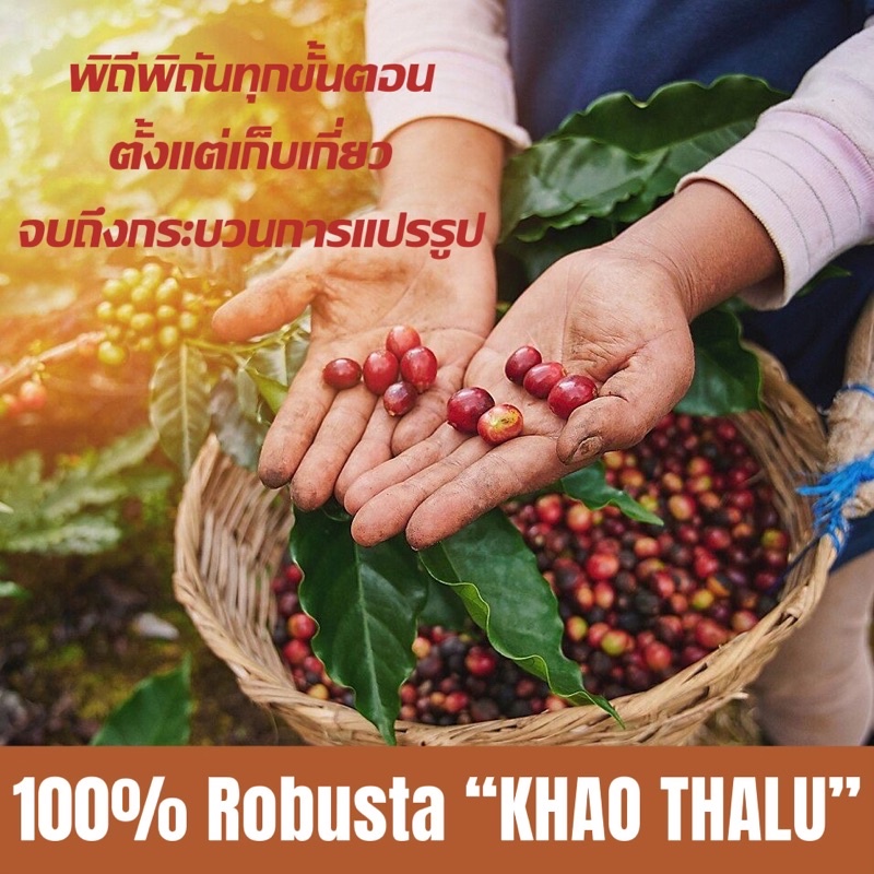 กาแฟคั่ว-โรบัสต้า-เขาทะลุ-ชุมพร-เกรดพรีเมี่ยม-คั่ว-สด-บด-ฟรี