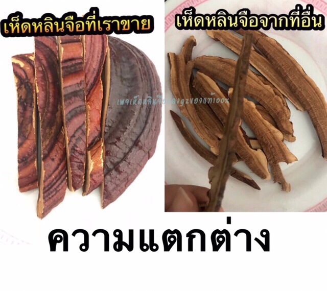 เห็ดหลินจือแดง-สายพันธุ์g2-จากชาวเขาในโครงการหลวง