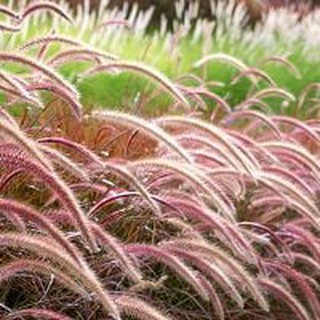 เมล็ดพันธุ์หญ้าเม็กซิกัน (African Fountain Grass / Purple Grass) หญ้าประดับสุดฮิต เพิ่มความพลิ้วไหว ละมุนละไมให้สวน