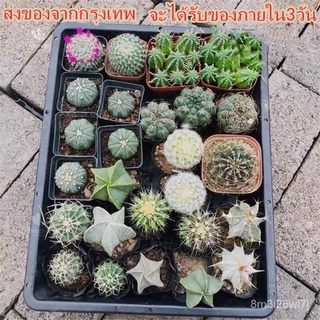 （เมล็ดพันธุ์ ถูก คละ）โปรโมชั่น โอพันเทีย Cactus Seeds บอนสี 100เมล็ด ต้นกระบองเพชรขนาดมินิ กระบองเพชร แคคตัส เพชร แคคตัส