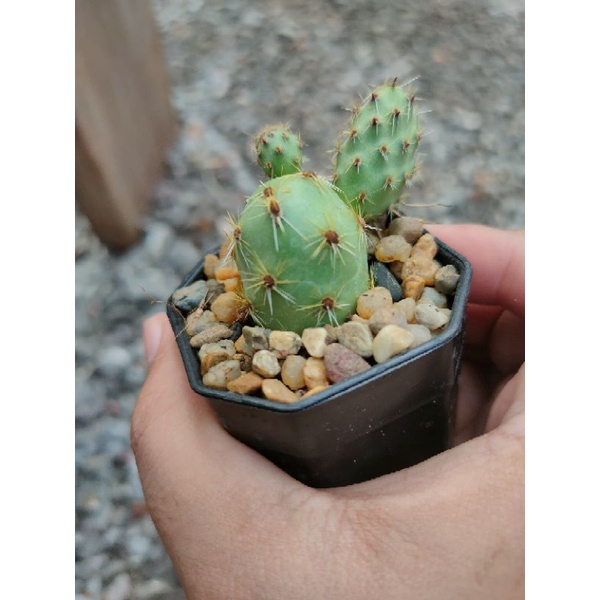 โอพันเทีย ไข่จิ้งจก Opuntia Tunilla corrugata