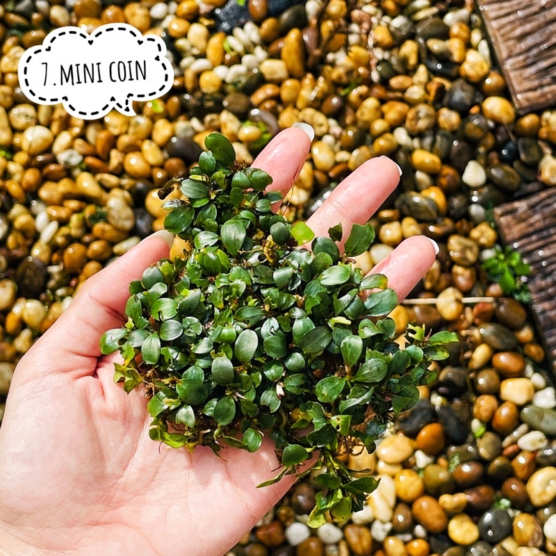 bucephalandra mini coin ใบเล็กๆกลมๆ | Shopee Thailand