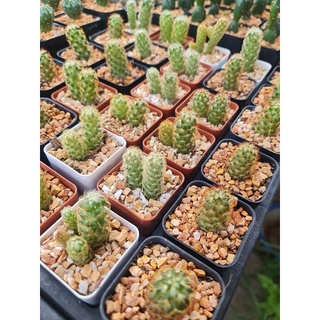 🌵🌵แคคตัส Cactus กระบองเพชร นิ้วทอง