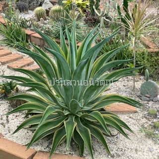 อกาเว่ขอบเหลือง Agave Desmettiana Yellow Marginata