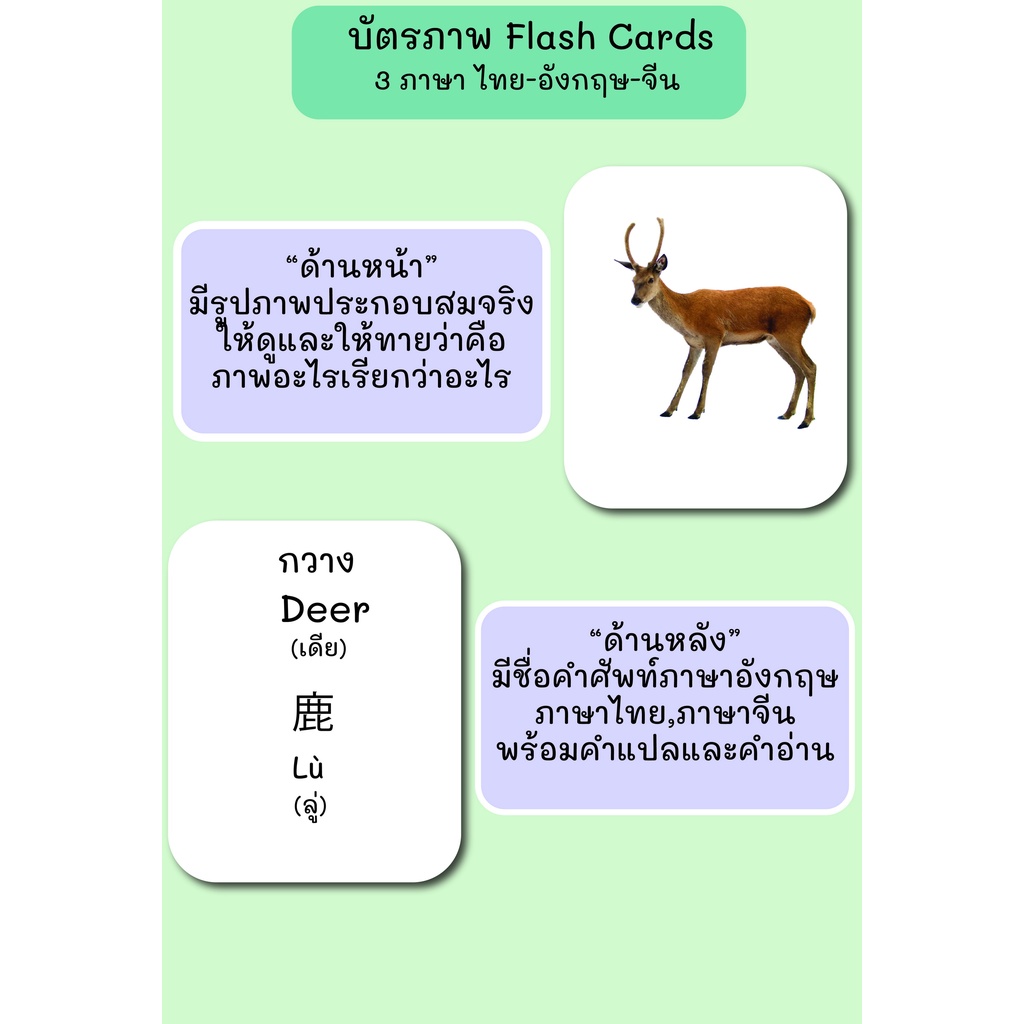 บัตรภาพ-flash-cards-สัตว์ป่า