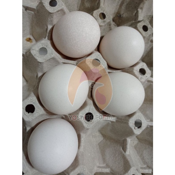 ไข่เชื้อไก่พันธ์ เล็กฮอร์น (Leghorn) ไข่สีขาว ไข่เชื้อ 1 ชุดมี 5 ฟอง |  Shopee Thailand