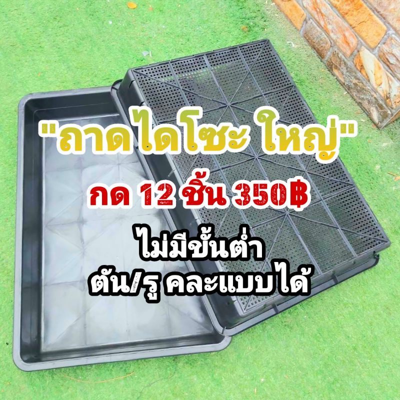 ภาพหน้าปกสินค้าถาดไดโซะ ใหญ่ // กด 12 ใบ 350 -- ถาดไดโซะ ทึบ ตัน ถาดมีรู ถาดเพาะ ต้นอ่อน แคคตัส กระบองเพชร