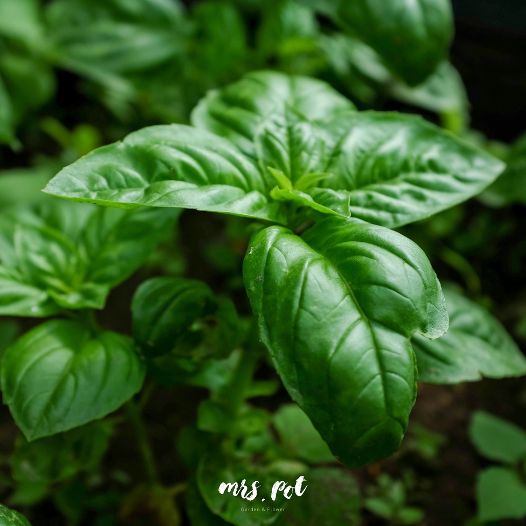 เมล็ดอิตาเลียนเบซิล-italian-large-leaf-basil