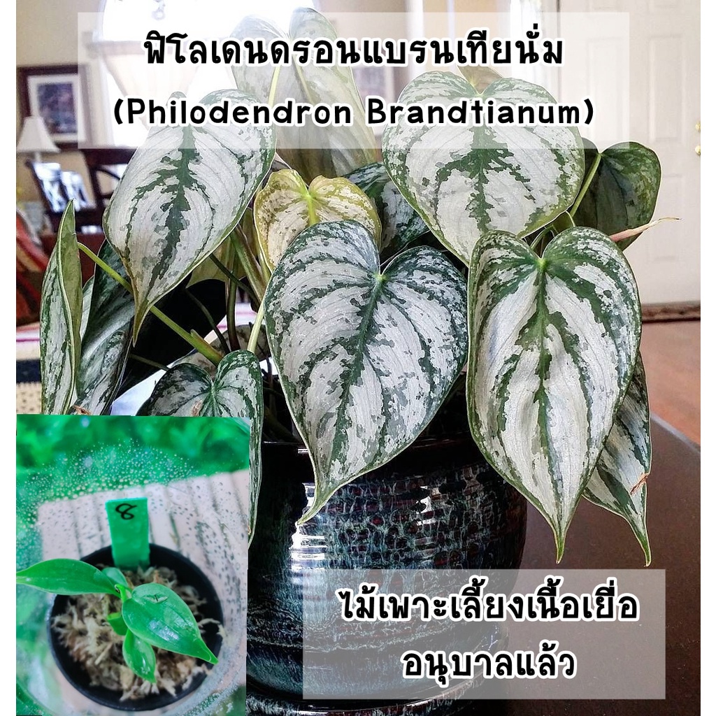 ต้นฟิโลเดนดรอนแบรนเทียนั่ม-philodendron-brandtianum-ไม้เพาะเลี้ยงเนื้อเยื่ออนุบาลแล้ว