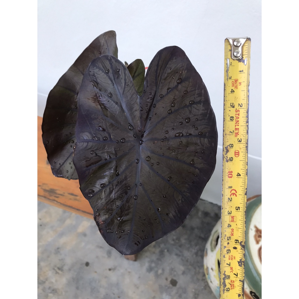 colocasia-black-coral-ได้สินค้าตามรูป-อ่านรายละเอียดก่อนสั่งซื้อ